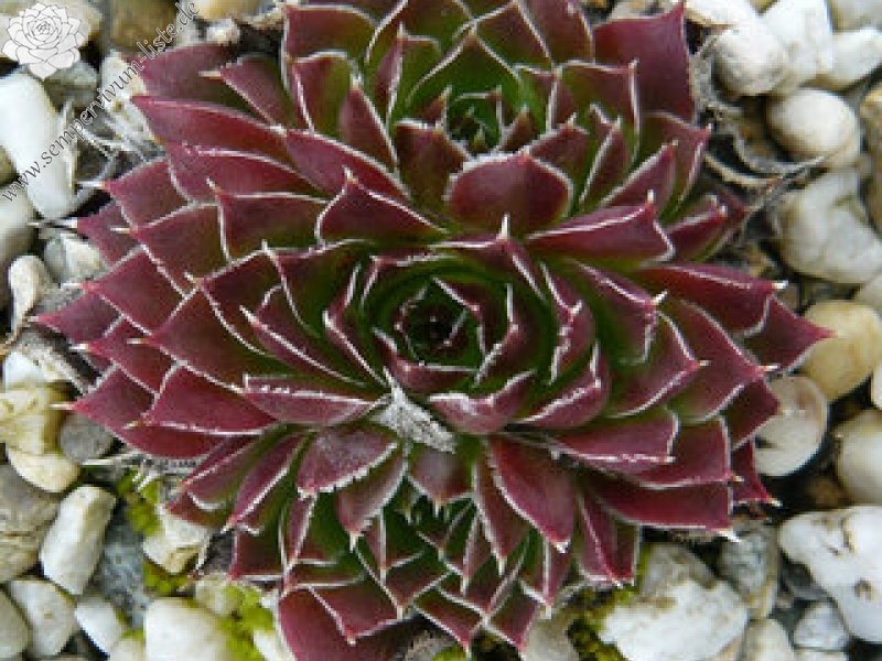 heuffelii from Rujen