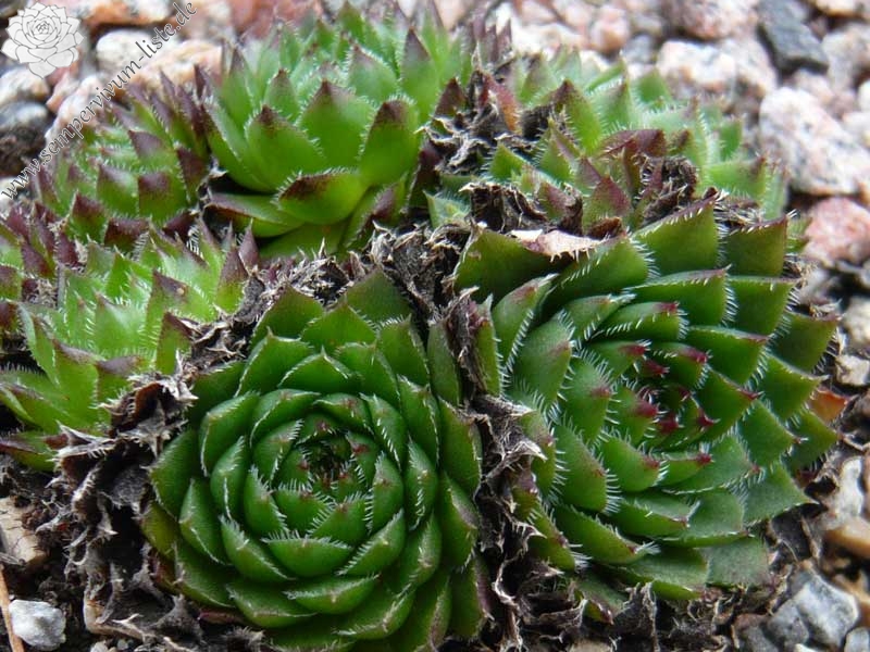 globiferum ssp. hirtum x S. heuffelii Nr. 3