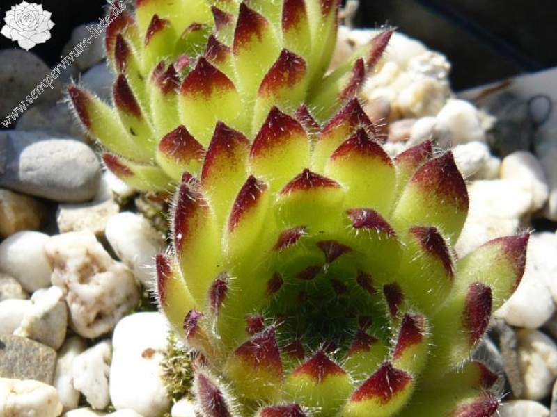 leucanthum (kindingeri)