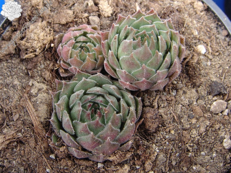 marmoreum (stoloniferum)