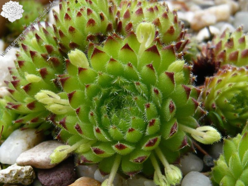 ciliosum ssp. octopodes (apetalum)