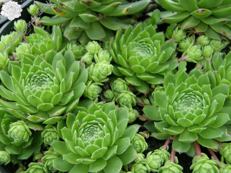 fauconnetii (x fontanae)