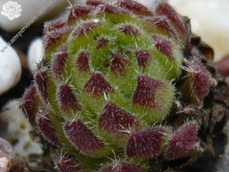 leucanthum