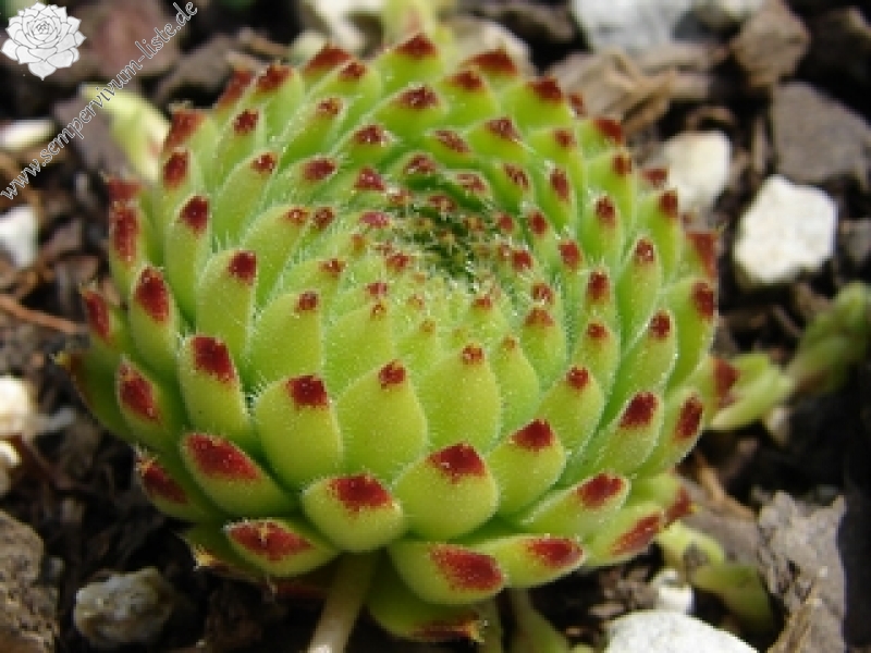 ciliosum ssp. octopodes (apetalum)