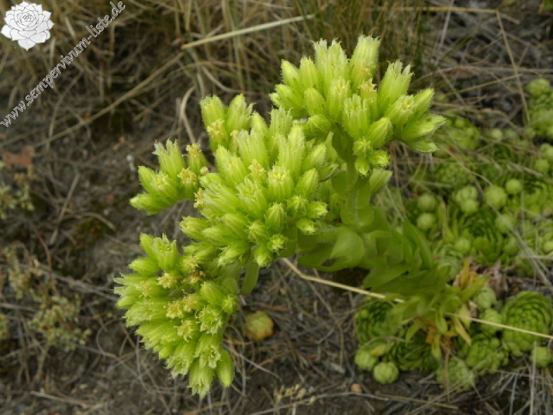 globiferum ssp. globiferum from Kozelka
