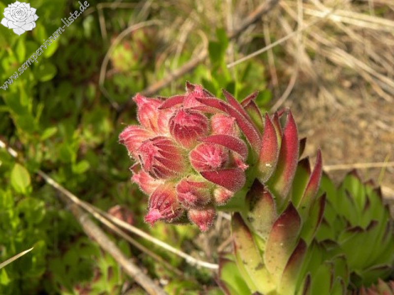 sp. from Pančičev vrh