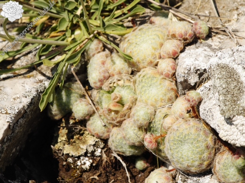 klepa from Gorno Čičevo (oberhalb)