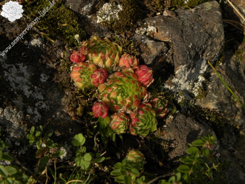globiferum ssp. globiferum from Branišovský vrch