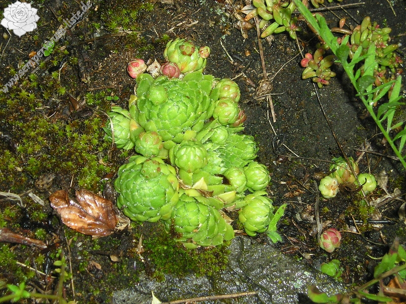 globiferum ssp. globiferum from Velký Bezděz