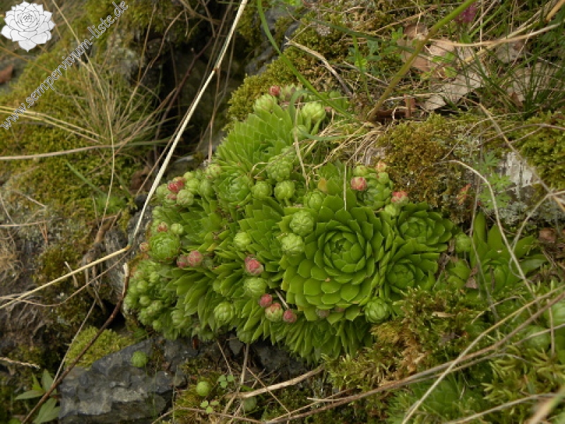 globiferum ssp. globiferum from Krsy