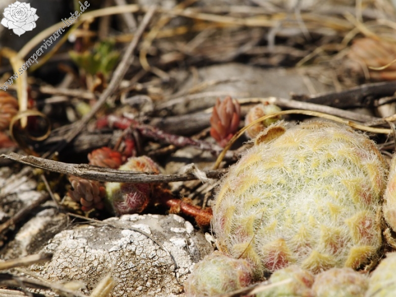 klepa from Gorno Čičevo (oberhalb)