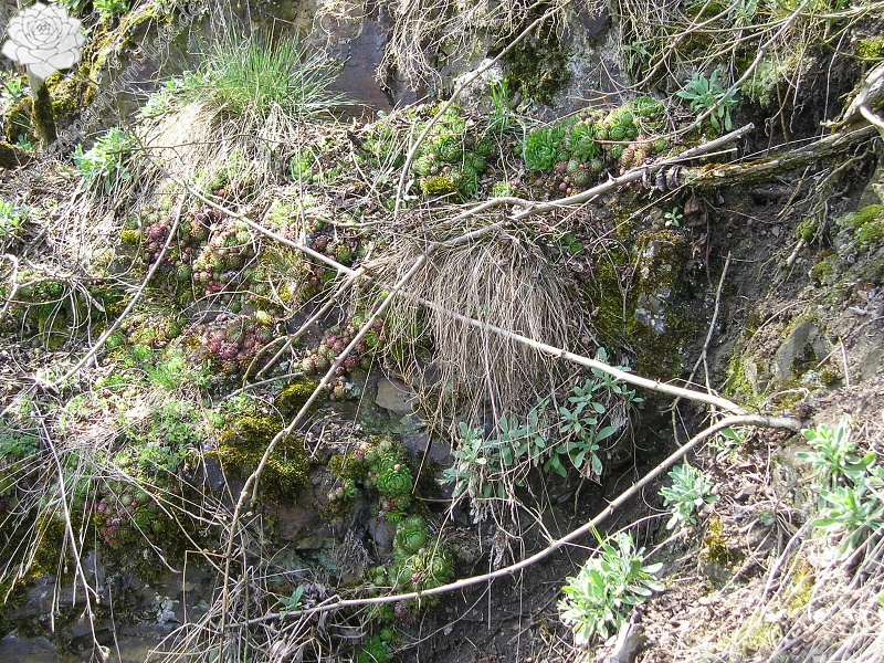 globiferum ssp. globiferum from Chrást u Plzně