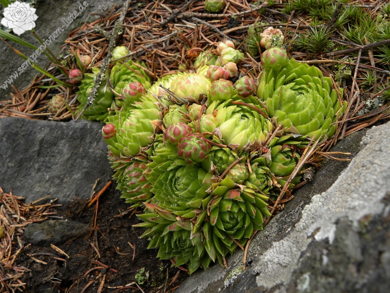 globiferum ssp. globiferum from Fluss Teplá, PR Údolí Teplé