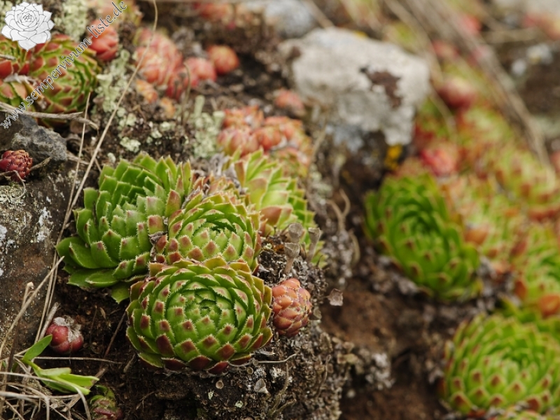 globiferum ssp. globiferum from Těšetice, südlich
