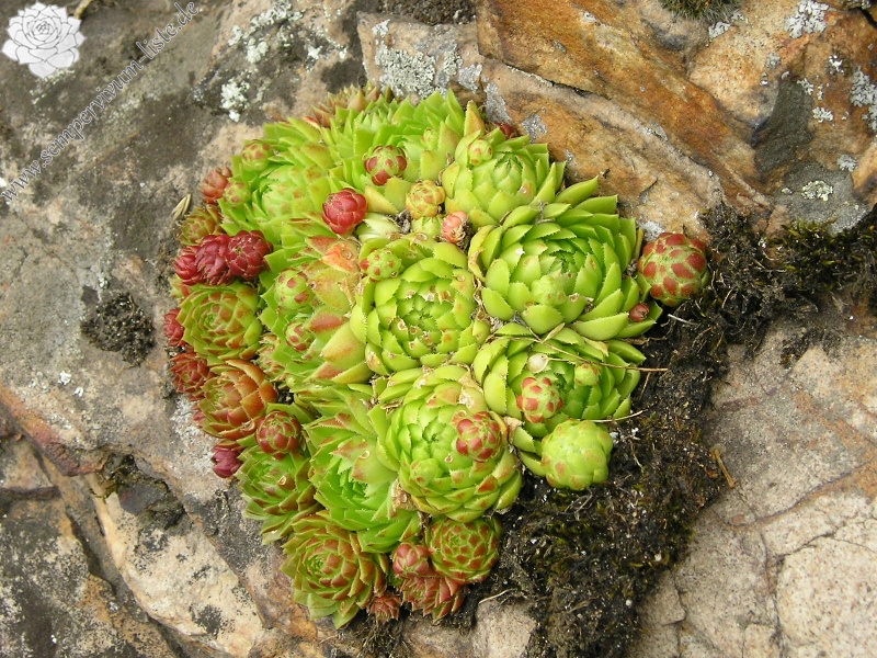 globiferum ssp. globiferum from Burg Žebrák, Točník