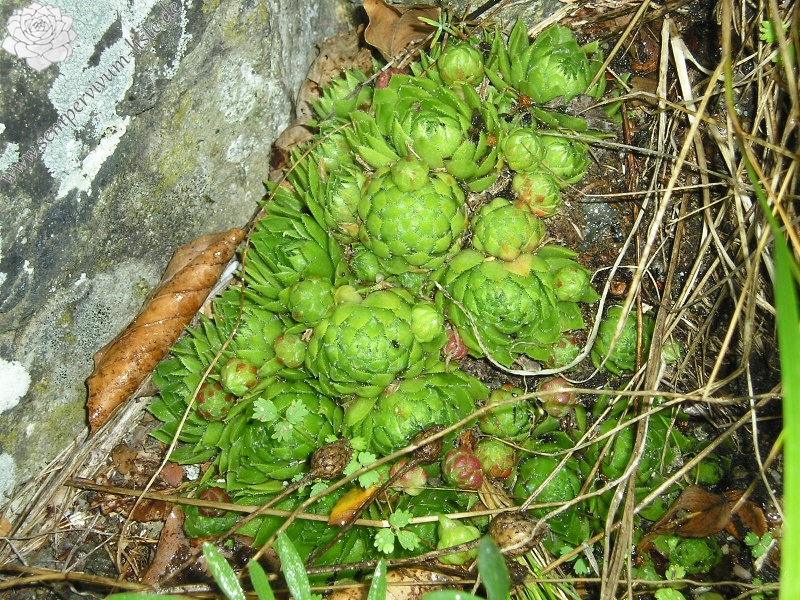 globiferum ssp. globiferum from Velký Bezděz