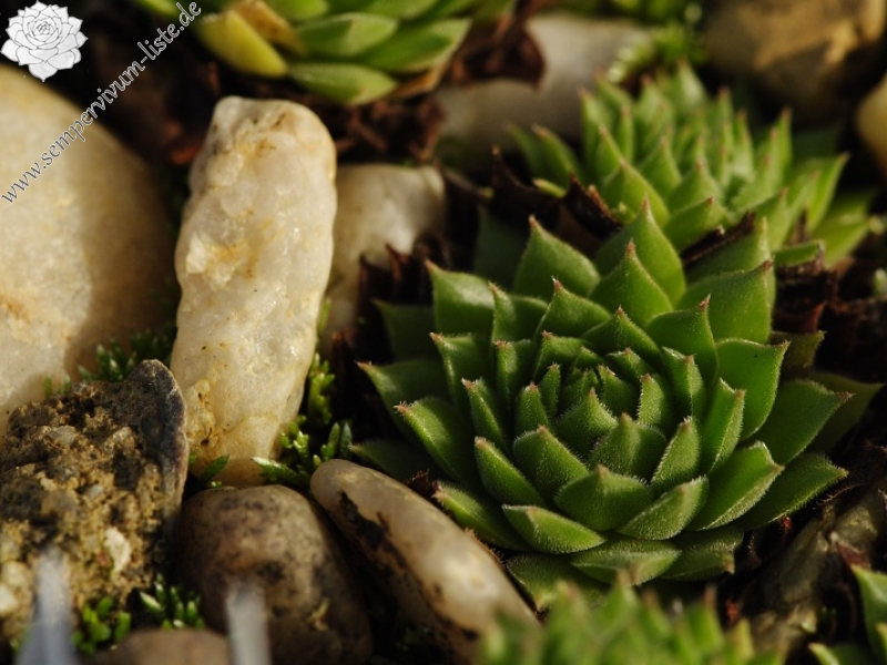 sp. from Nistrovski Korab