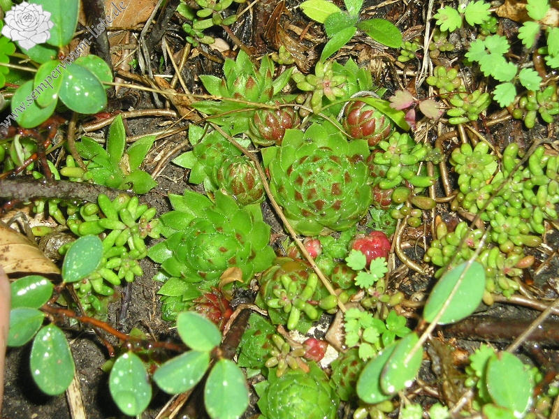 globiferum ssp. globiferum from Velký Bezděz