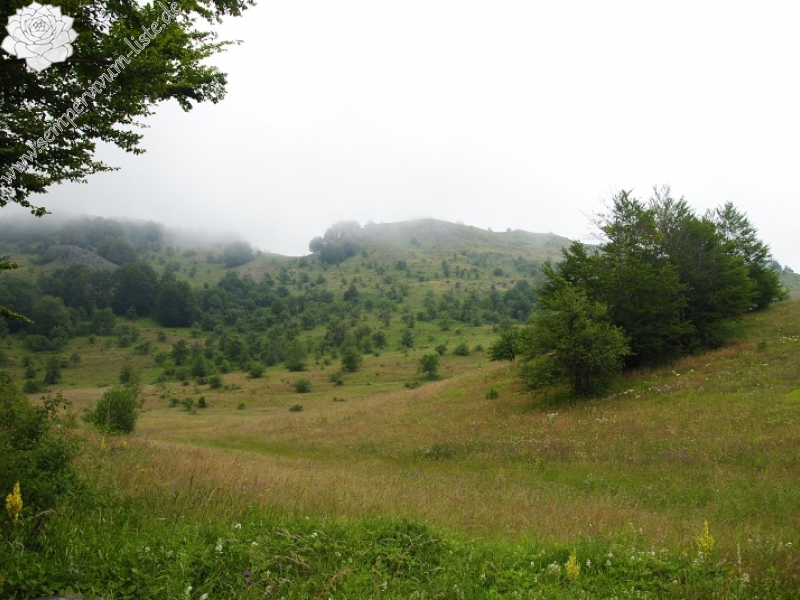 heuffelii from Sokolov vis