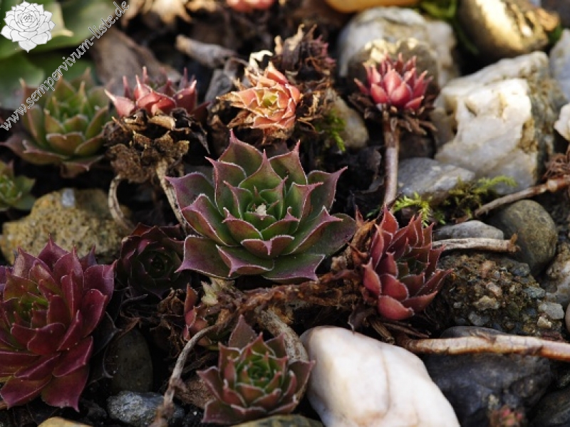 sp. from Cozla (südl.)