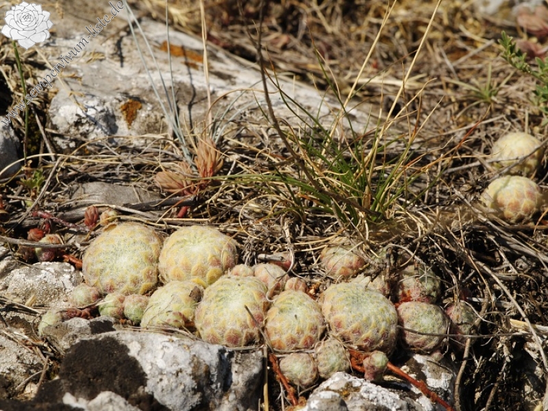 klepa from Gorno Čičevo (oberhalb)