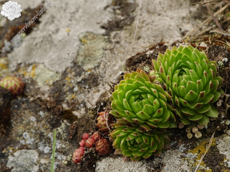 globiferum ssp. globiferum from Těšetice, südlich