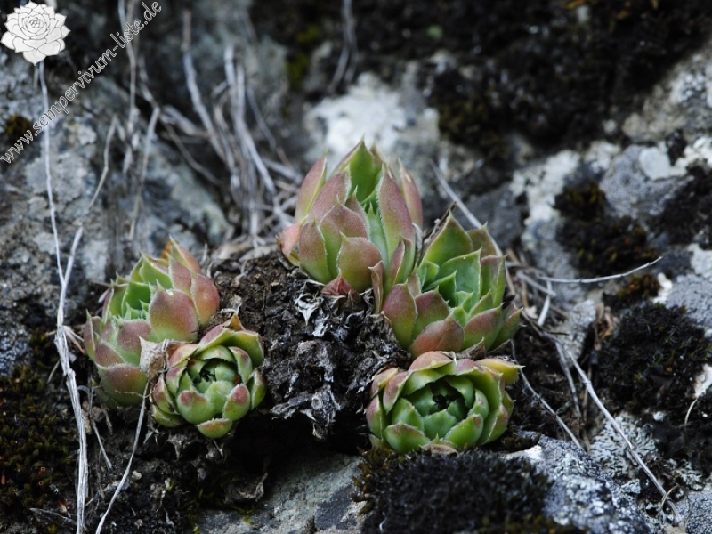 heuffelii from Pobeda (unterhalb)