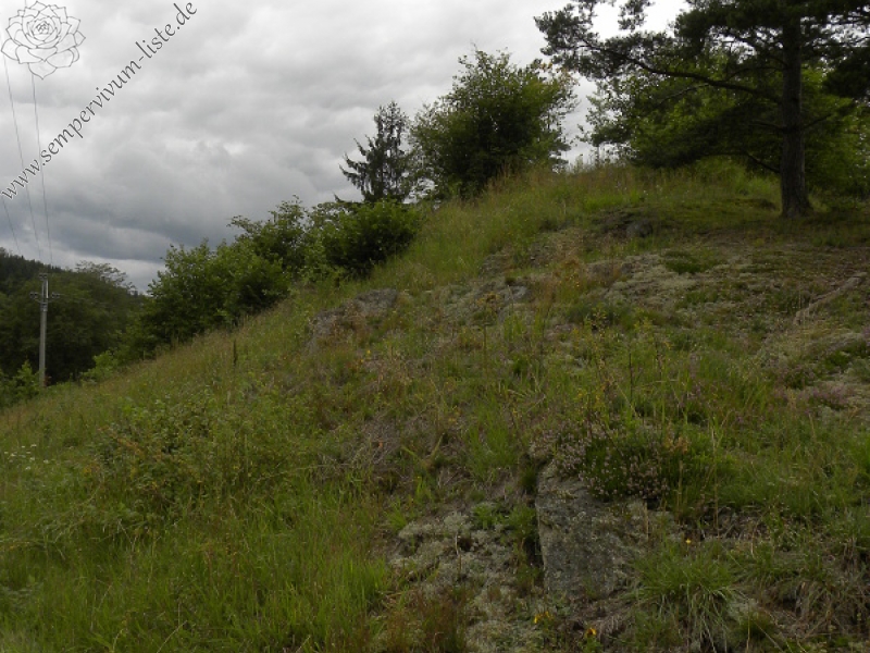 globiferum ssp. globiferum from Bečov nad Teplou, Zlatý vrch