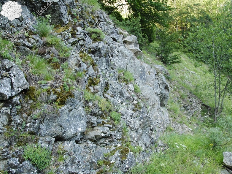 heuffelii from Pobeda (unterhalb)