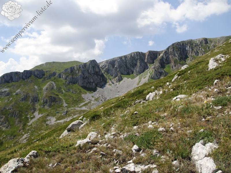 ciliosum ssp. ciliosum (galicicum) from Tepeno, Tafel