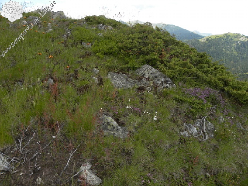 kosaninii from Vreteno