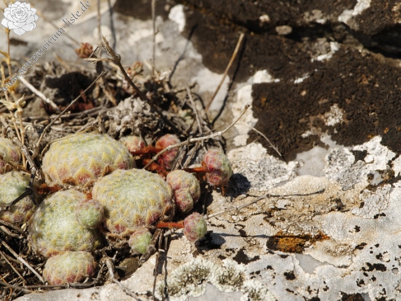 klepa from Gorno Čičevo (oberhalb)