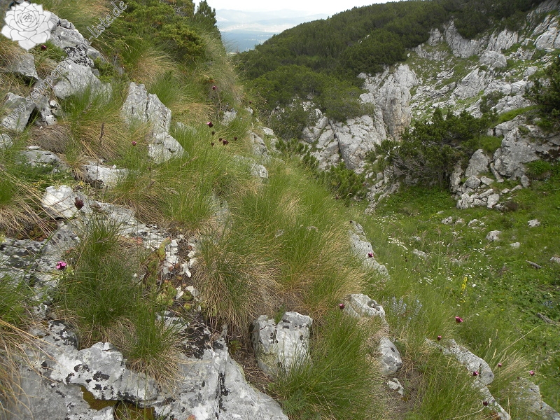 marmoreum from Crvena greda, Abhang