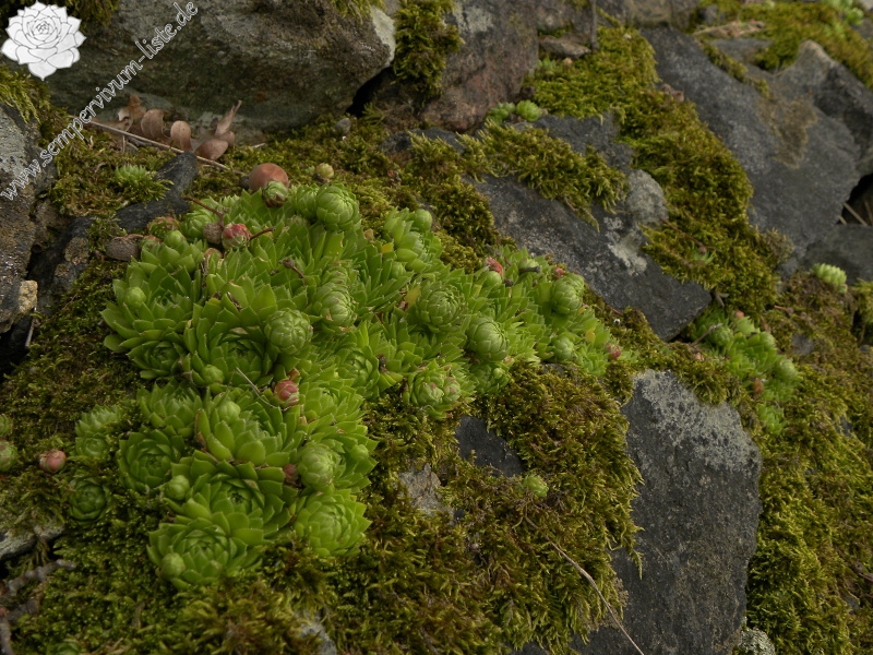 globiferum ssp. globiferum from Třeboň, Svět