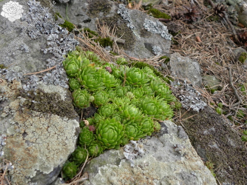 globiferum ssp. globiferum from Kozelka