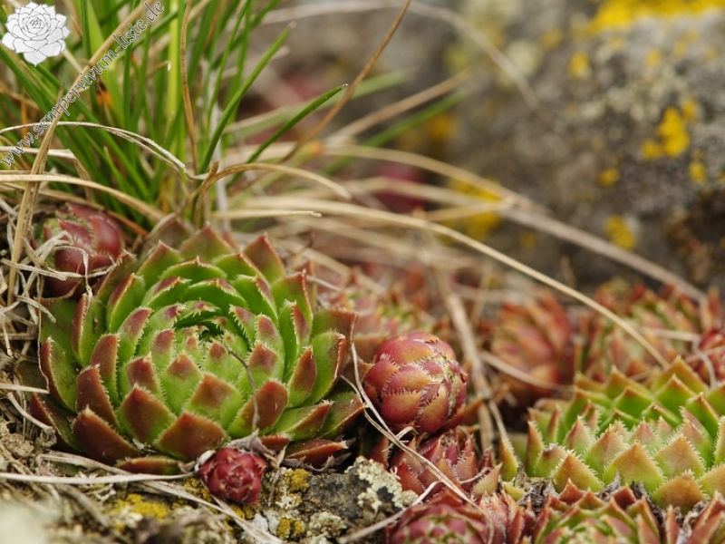 globiferum ssp. globiferum from Těšetice, südlich