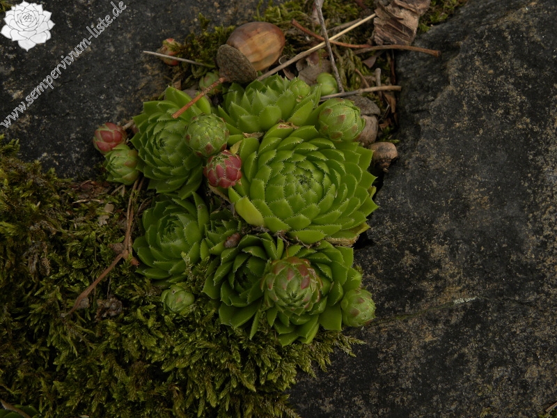 globiferum ssp. globiferum from Třeboň, Svět