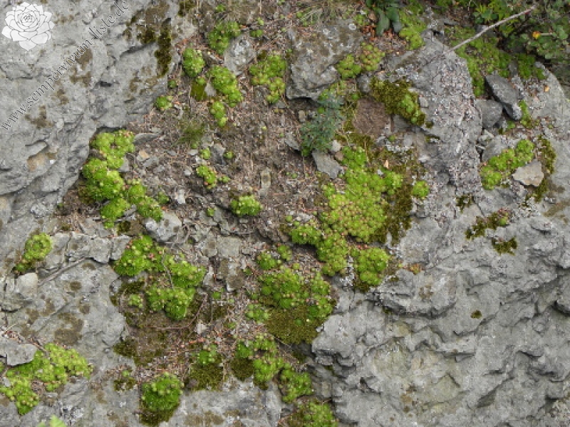 globiferum ssp. globiferum from Kozelka