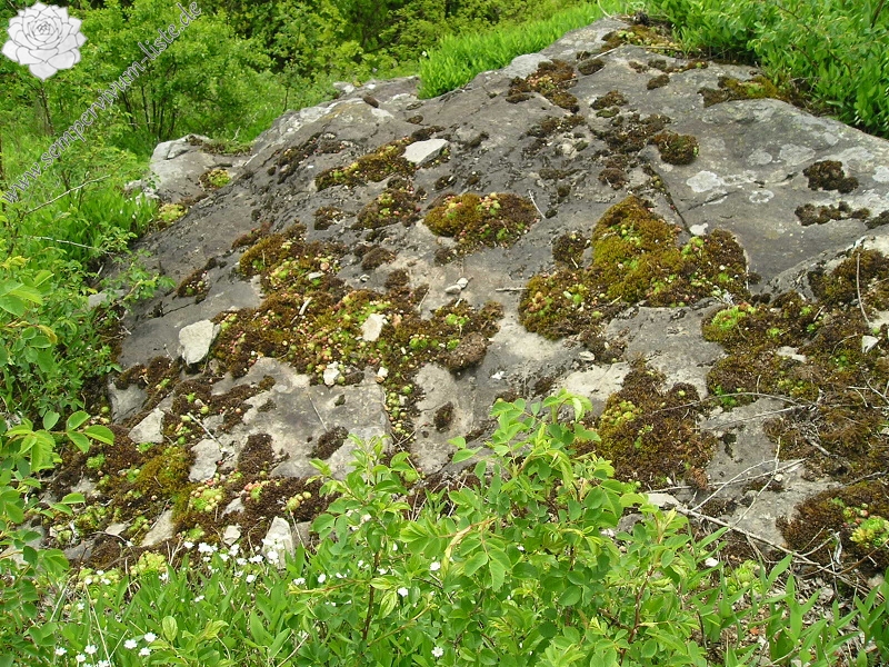 globiferum ssp. globiferum from Andělská hora