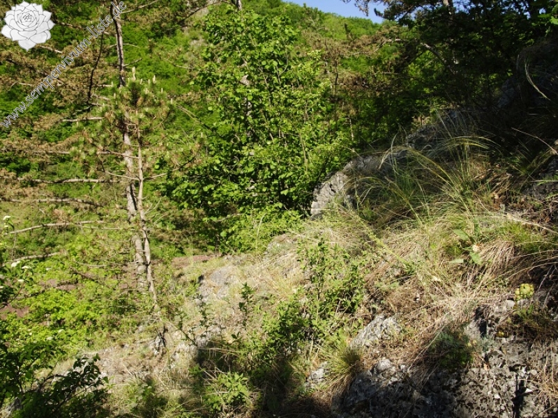 globiferum ssp. globiferum from Hostim, Vysoká stráň, unten