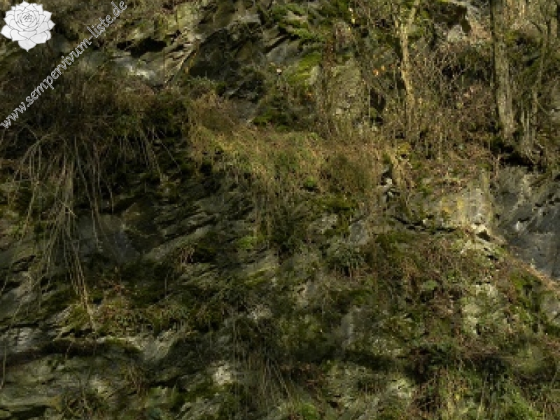 globiferum ssp. globiferum from Střela, Kralovický potok