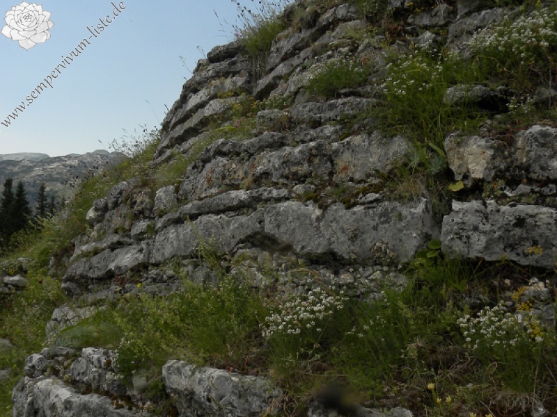 marmoreum from Ražana glava
