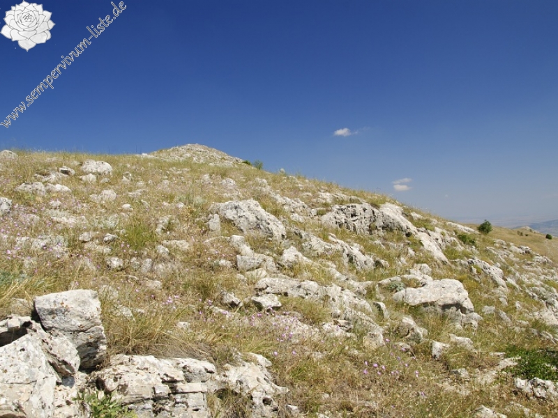 klepa from Gorno Čičevo, NW