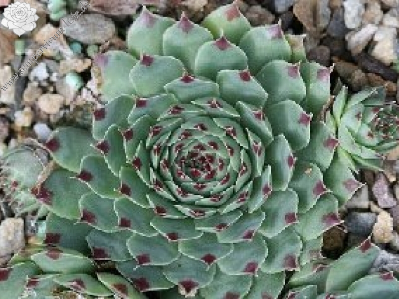 calcareum from Antonio Realdo 2