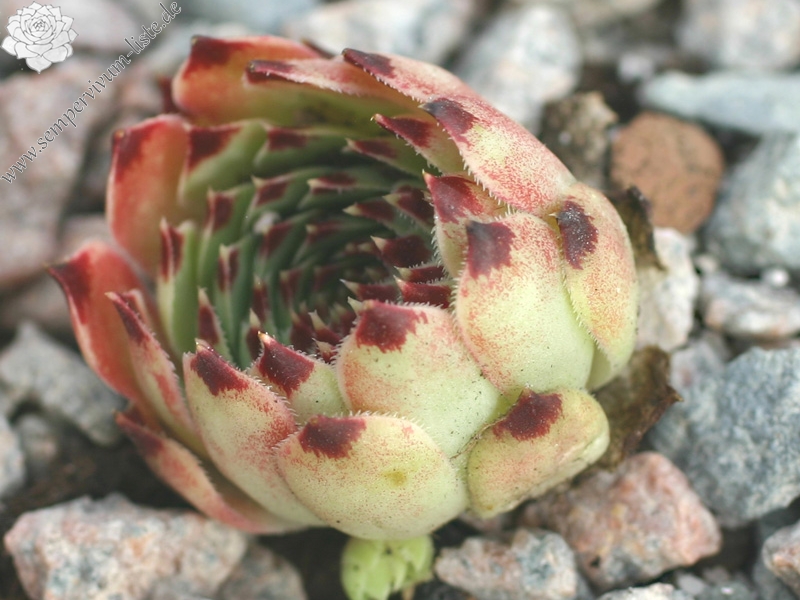 calcareum from Route d'Annot