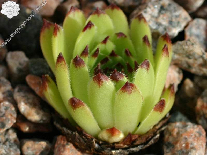 cantabricum ssp. cantabricum from Bulnes