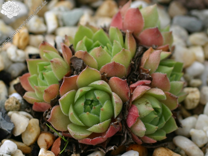 cantabricum ssp. cantabricum from Cuevas del Sil