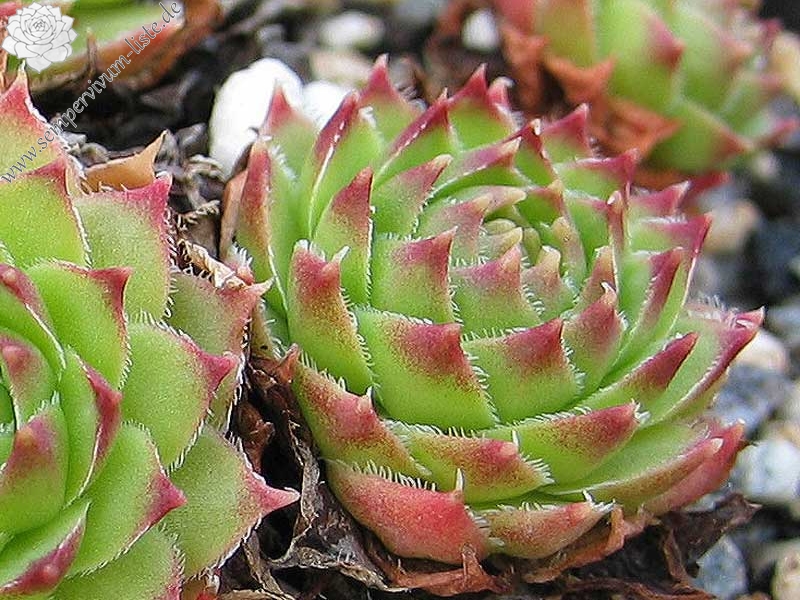 caucasicum from Tscheget