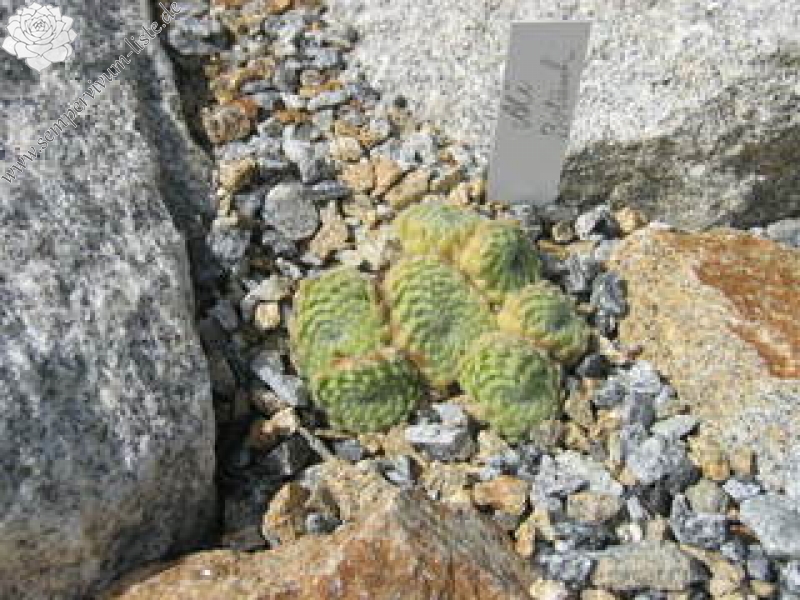 ciliosum from Ali Botusch