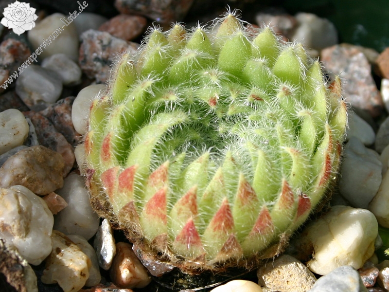 ciliosum from Strumska Dolina